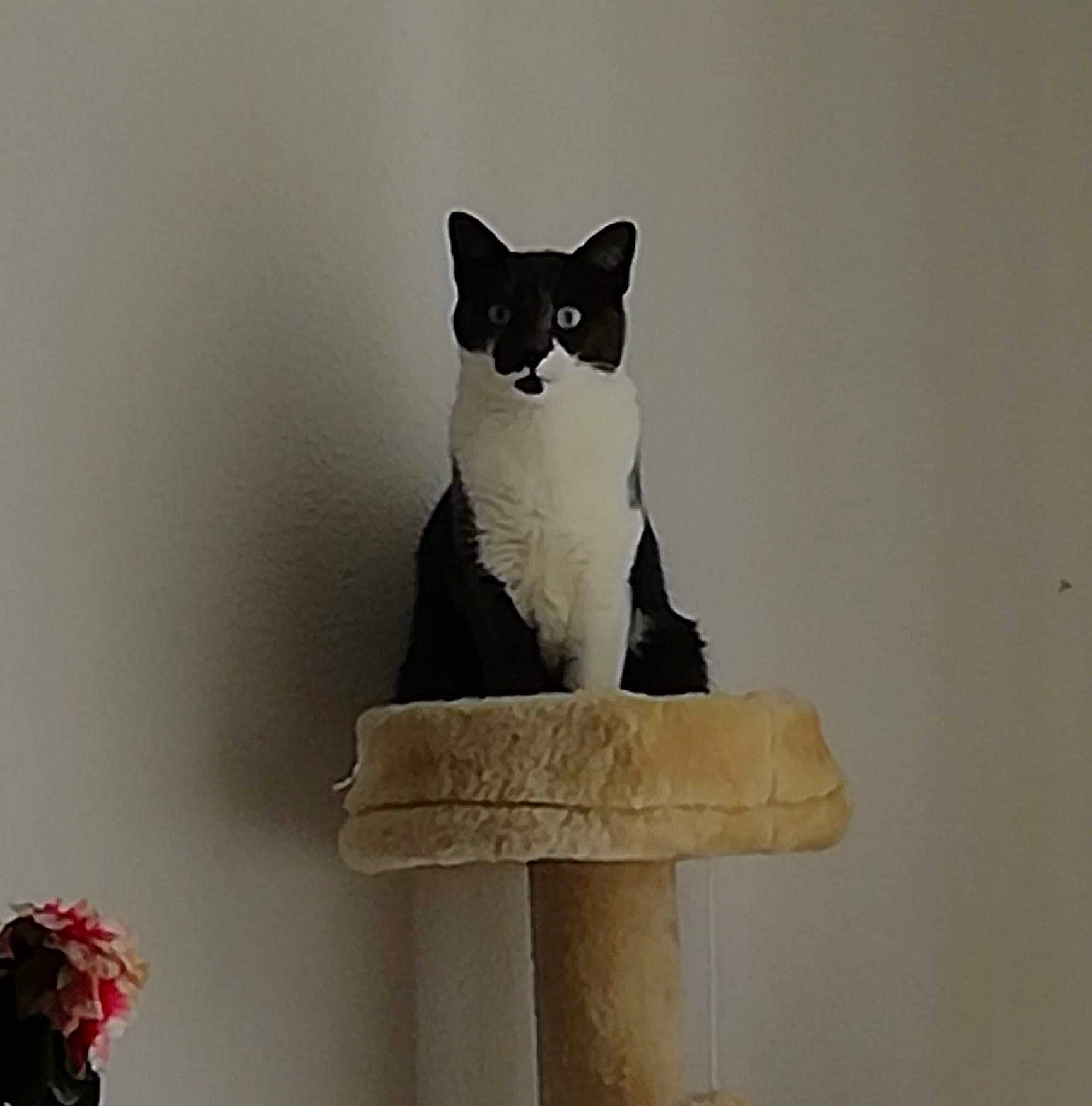 Lady participe au concours pour gagner de l'argent avec cette photo : asian, black_cat, british_shorthair, carnivore, cat, cat_furniture, domestic_short_haired_cat, felidae, small_to_medium_sized_cats, tail, whiskers