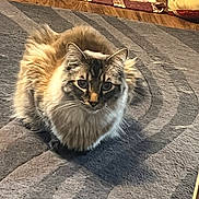 Bakugo joined the competition — help win amazing prizes! cat, fluffy, indoor, carpet, pet, animal, feline, sitting, looking, cozy, home, blanket, cushion, fur, pattern, domestic, cute, whiskers, ears, mammal