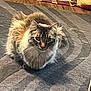 cat, fluffy, indoor, carpet, pet, animal, feline, sitting, looking, cozy, home, blanket, cushion, fur, pattern, domestic, cute, whiskers, ears, mammal
