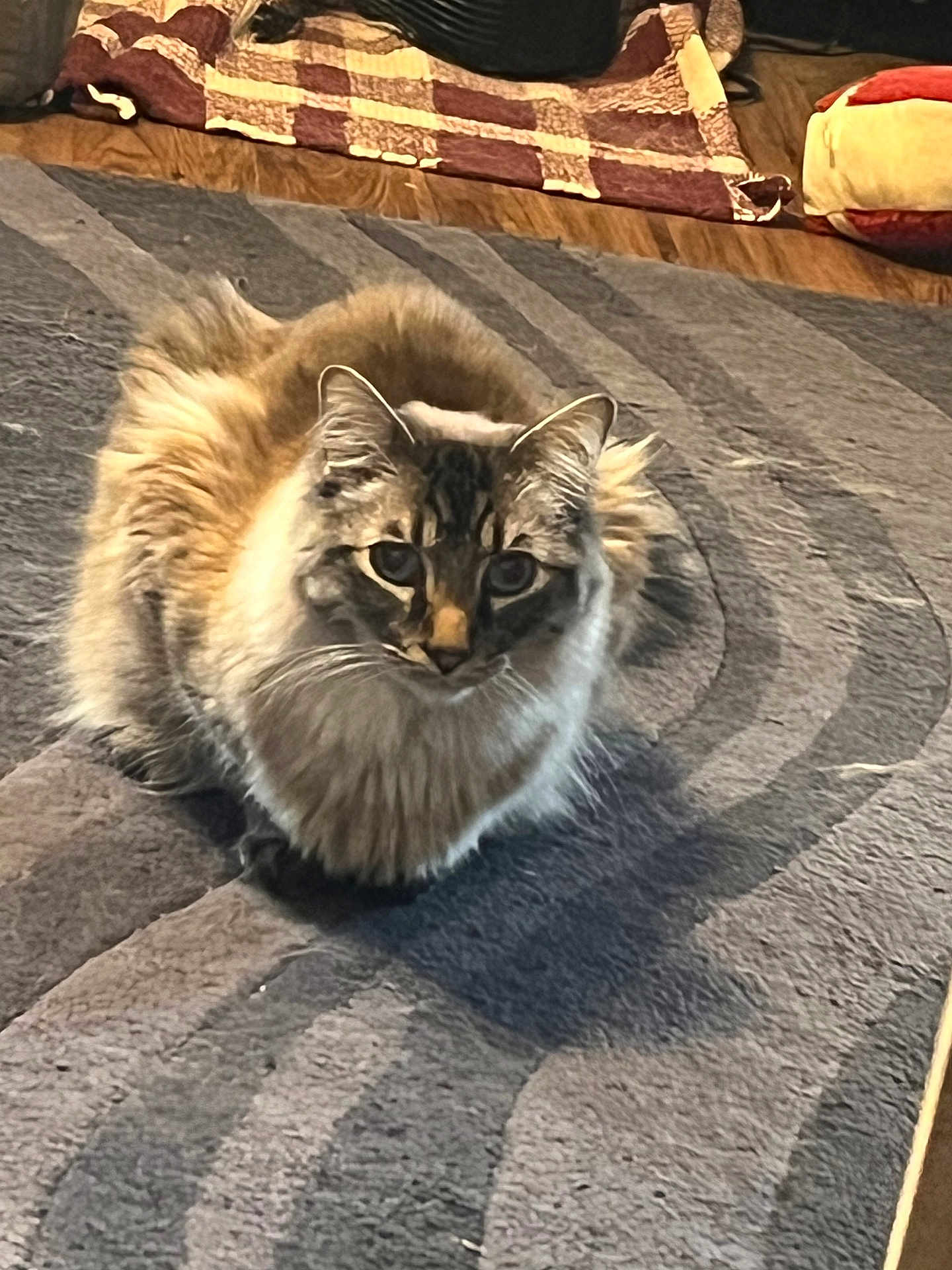 Bakugo joined the competition — help win amazing prizes! cat, fluffy, indoor, carpet, pet, animal, feline, sitting, looking, cozy, home, blanket, cushion, fur, pattern, domestic, cute, whiskers, ears, mammal