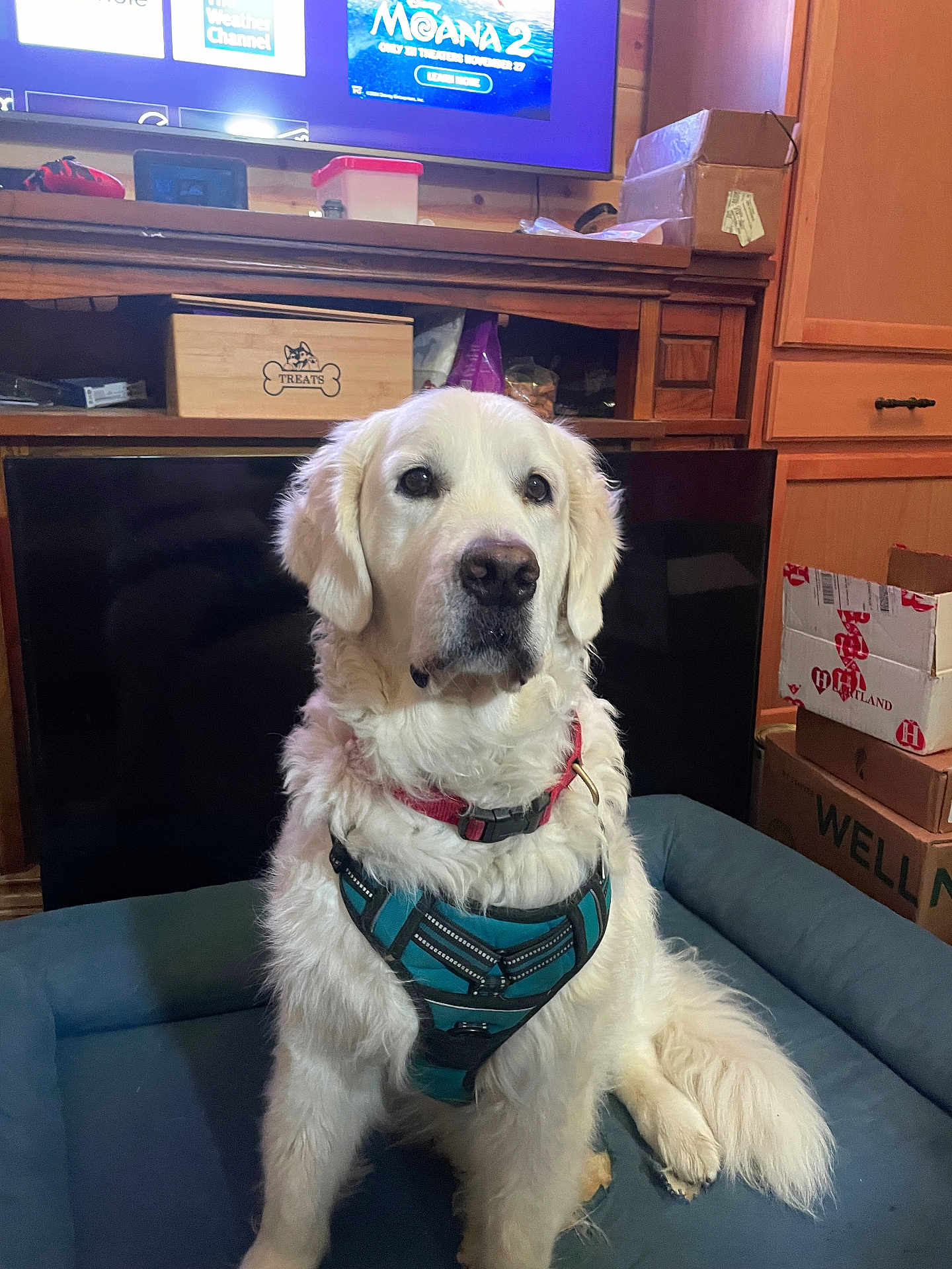 Dakota is registered to the contest to win money with this photo: dog, golden_retriever, white_dog, pet, indoor, dog_bed, harness, collar, wooden_furniture, boxes, television, advertisement, living_room, floor, curly_fur, sitting, looking_away, household, cozy, domestic