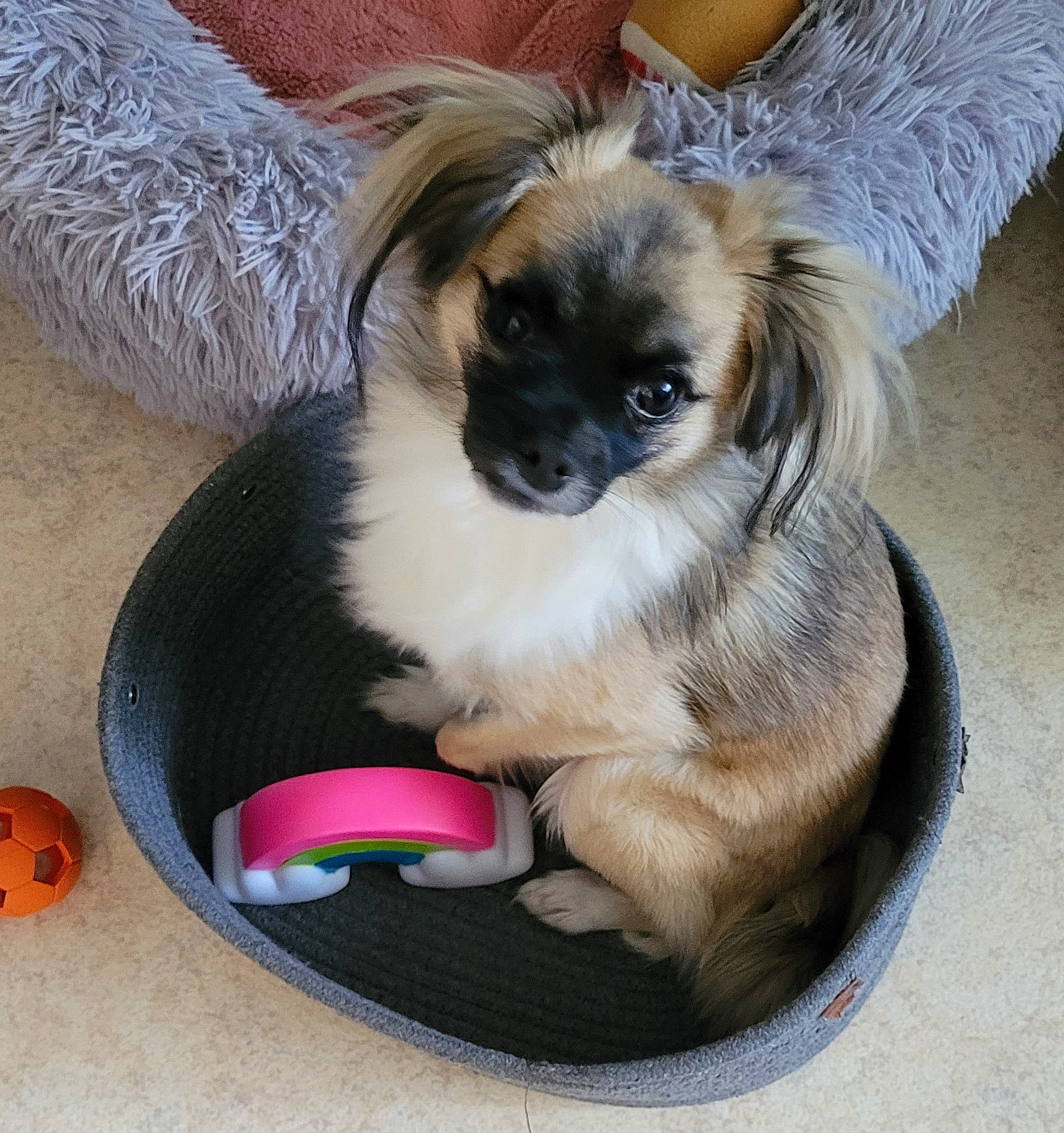 Murphy participe au concours pour gagner de l'argent avec cette photo : ancient_dog_breeds, calabaza, canidae, carnivore, companion_dog, dog, dog_breed, dog_supply, fawn, fur, liver, non_sporting_group, pet_supply, snout, sporting_group, toy_dog, working_animal