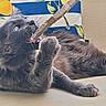 animal, biting, cardboard, cat, chair, comfortable, cozy, cushion, feline, fur, gray_cat, home, indoor, leisure, lemon_pattern, paw, pet, playful, relaxed, resting