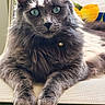 animal, cat, chair, close_up, collar, cushion, domestic_cat, ears, feline, fur, gray_cat, green_eyes, indoor, lemon_pattern, paws, pet, portrait, relaxed, sunlight, whiskers