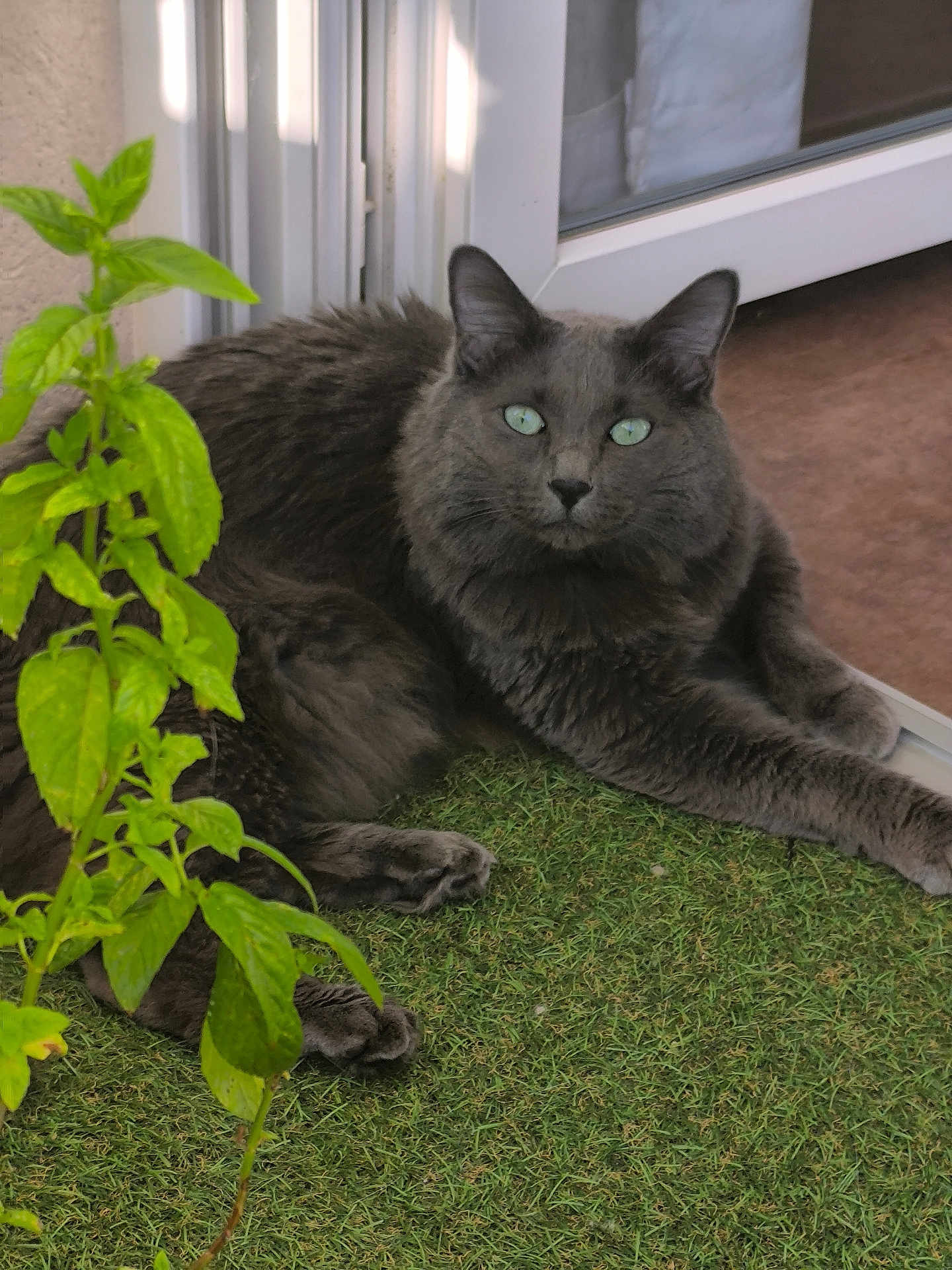 Azur a rejoint le concours — aidez-le/la à gagner de superbes lots ! cat, gray_cat, green_eyes, grass, plant, doorway, outdoor, pet, feline, relaxed, animal, fur, whiskers, paws, nature, leafy_plant, resting, home, sunlight, curious