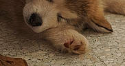 Akela participe au concours pour gagner de l'argent avec cette photo : adorable, animal, brown, calm, cozy, cute, dog, floor, fur, indoor, paw, pet, puppy, relaxed, resting, sleeping, small, tile, white, young
