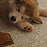 Akela participe au concours pour gagner de l'argent avec cette photo : puppy, dog, sleeping, floor, tile, indoor, cute, fur, paw, resting, animal, pet, cozy, young, adorable, calm, relaxed, small, brown, white