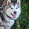 dog, alaskan_malamute, pet, smiling, fur, animal, garden, plants, greenery, earth, outdoor, toy, playful, happy, canine, nature, sitting, face, portrait, daylight
