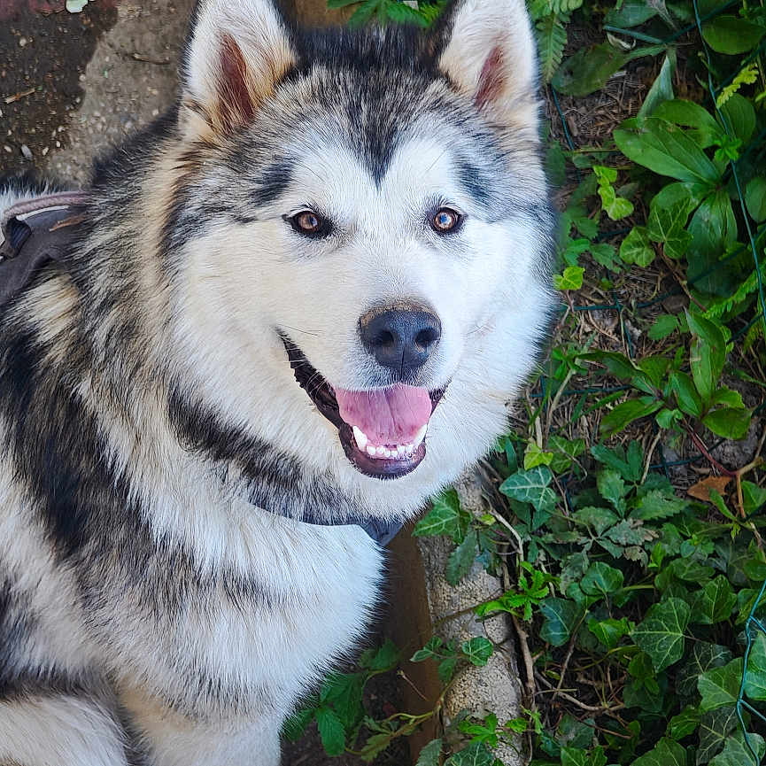 Akela participe au concours pour gagner de l'argent avec cette photo : dog, alaskan_malamute, pet, smiling, fur, animal, garden, plants, greenery, earth, outdoor, toy, playful, happy, canine, nature, sitting, face, portrait, daylight