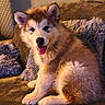 puppy, dog, pet, fluffy, sitting, tongue_out, couch, pillows, indoor, cozy, fur, cute, animal, young, smiling, warm_light, home, relaxed, companion, adorable