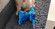 Akela a rejoint le concours — aidez-le/la à gagner de superbes lots ! puppy, dog, fluffy, toy, stuffed_animal, blue, carpet, gray, couch, furniture, indoor, pet, playful, tongue_out, leaf, plant, happy, young_dog, sitting, cozy