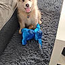 puppy, dog, fluffy, toy, stuffed_animal, blue, carpet, gray, couch, furniture, indoor, pet, playful, tongue_out, leaf, plant, happy, young_dog, sitting, cozy
