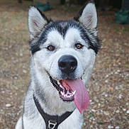 Akela a rejoint le concours — aidez-le/la à gagner de superbes lots ! animal, brown_eyes, canine, closeup, collar, dog, ears, face, friendly, fur, happy, husky, muzzle, nature, outdoor, pet, portrait, smiling, tongue, tongue_out