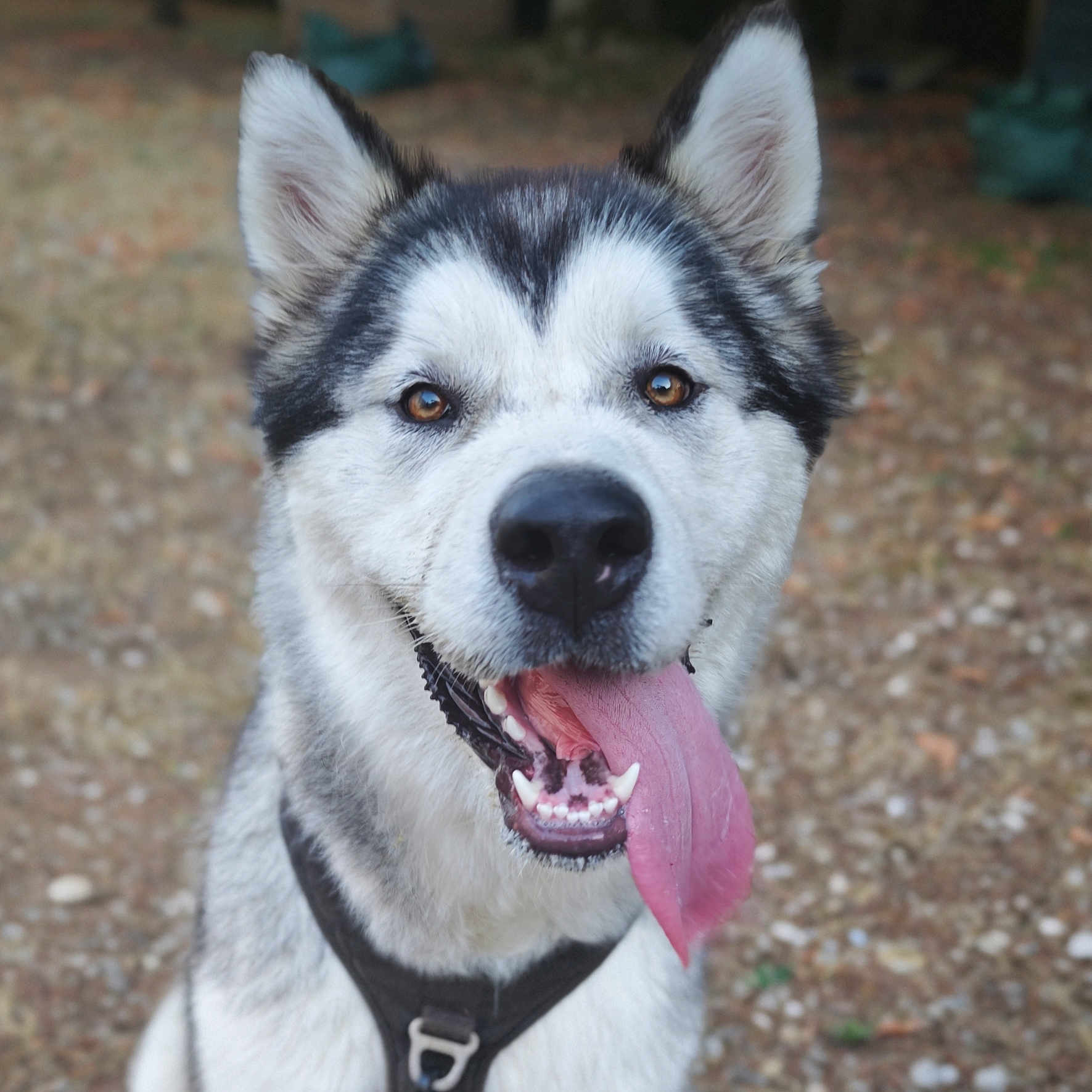 Akela