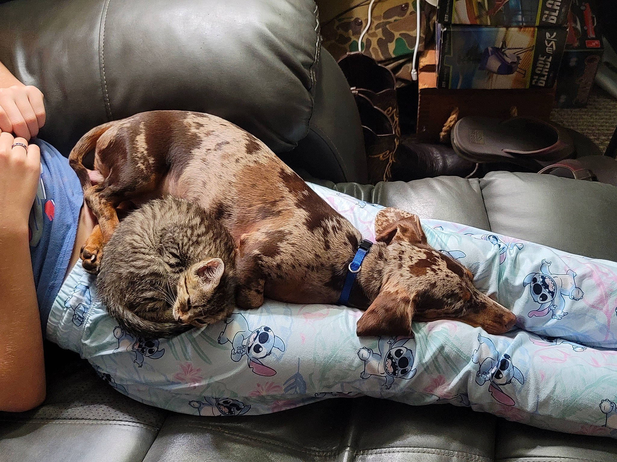 Bocephus joined the competition — help win amazing prizes! armrest, bedding, carnivore, comfort, companion_dog, couch, dog, dog_breed, fawn, fur, linens, liver, nap, non_sporting_group, room, sleep, sporting_group, television, terrestrial_animal, toy_dog