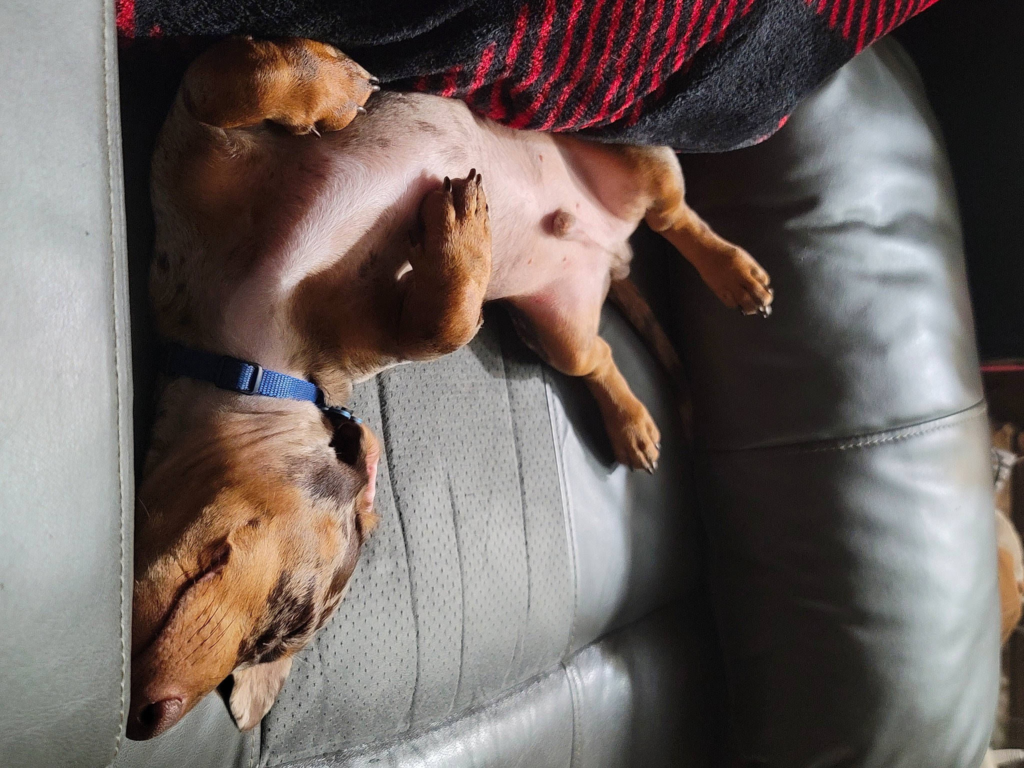 Bocephus is registered to the contest to win money with this photo: beauty, cap, comfort, elbow, electric_blue, eyewear, fawn, finger, flash_photography, gesture, human, human_body, human_leg, jaw, mammal, nail, textile, vertebrate, wrinkle, wrist