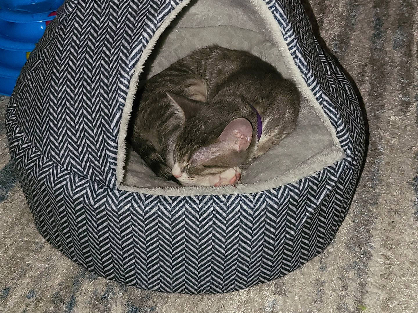 Grayson joined the competition — help win amazing prizes! automotive_tire, carnivore, cat, cat_bed, cat_supply, circle, comfort, domestic_short_haired_cat, fawn, felidae, fur, grey, linens, nap, sleep, small_to_medium_sized_cats, tail, terrestrial_animal, whiskers, wildlife