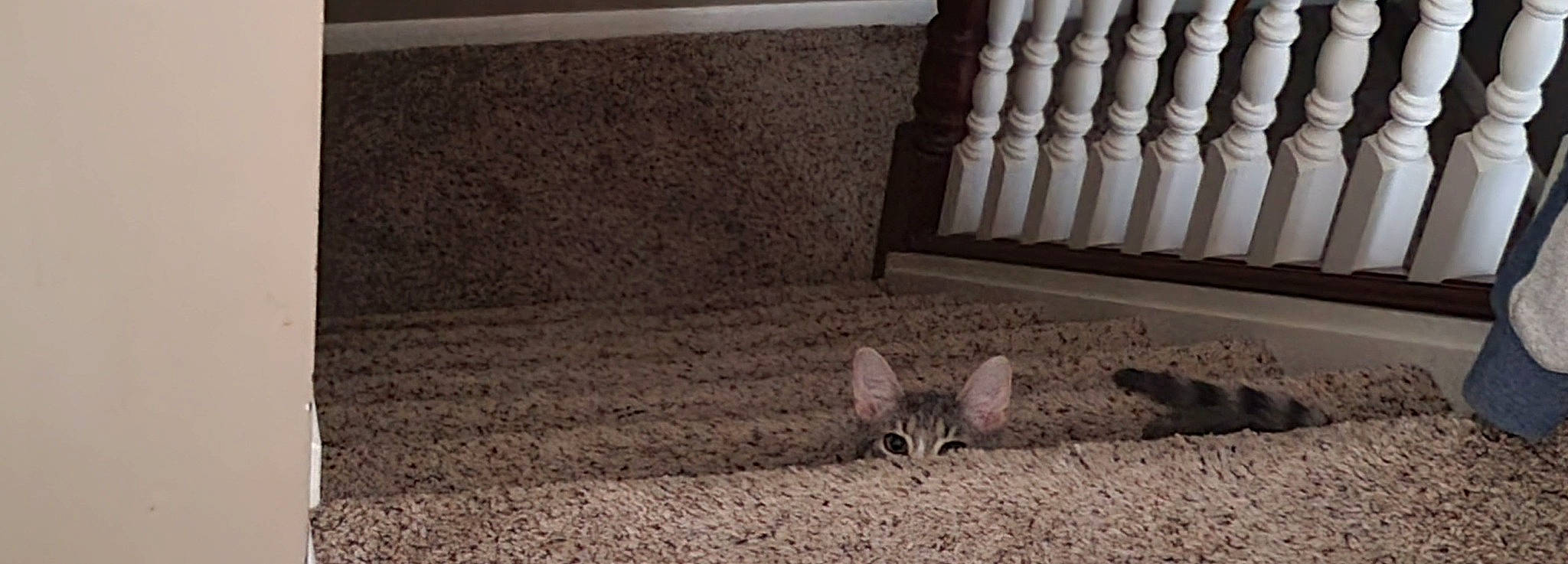 Grayson joined the competition — help win amazing prizes! asphalt, brick, carnivore, cat, comfort, fawn, felidae, floor, flooring, grass, grey, hardwood, road_surface, small_to_medium_sized_cats, soil, tail, terrestrial_animal, tints_and_shades, whiskers, wood