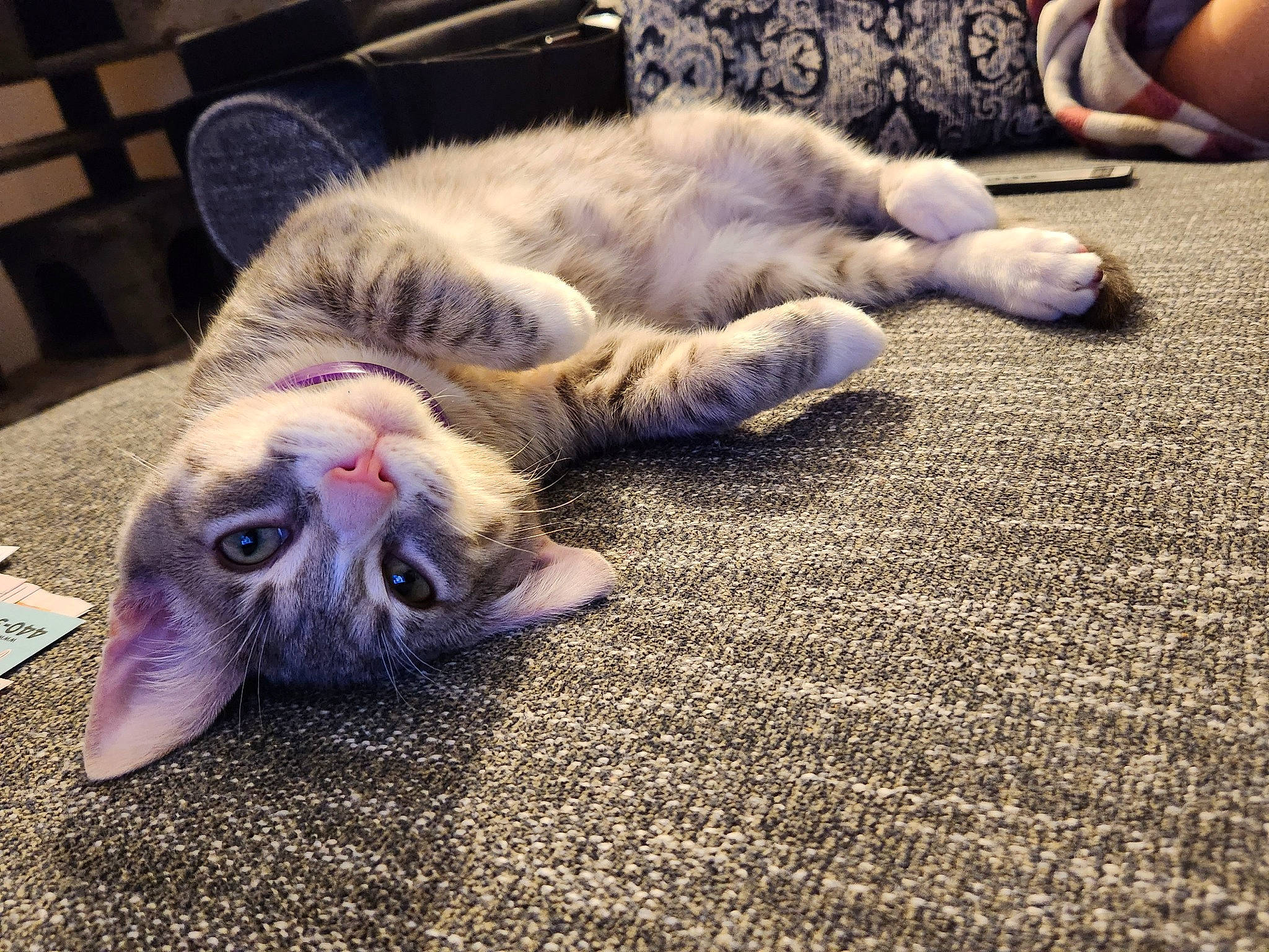 Grayson is registered to the contest to win money with this photo: carnivore, carpet, cat, chair, cloud, comfort, domestic_short_haired_cat, felidae, flooring, fur, human_leg, mammal, paw, sand, sky, small_to_medium_sized_cats, snout, tail, vertebrate, whiskers