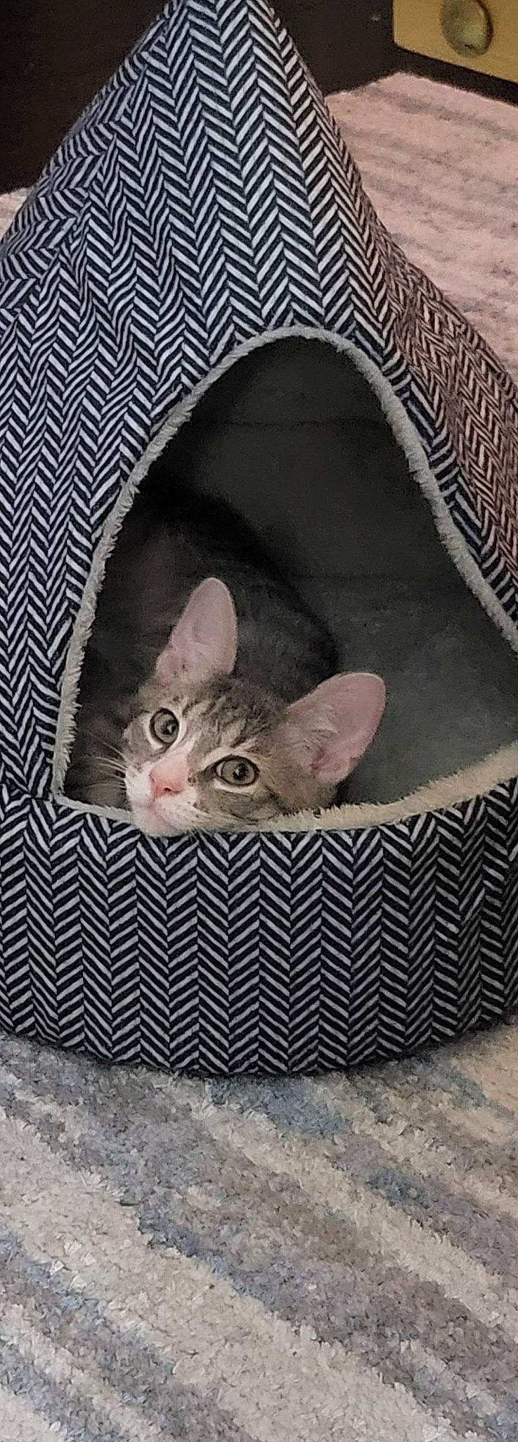 Grayson is registered to the contest to win money with this photo: basket, box, carnivore, cat, cat_bed, cat_supply, comfort, domestic_short_haired_cat, fashion_accessory, fawn, felidae, fur, grey, linens, pattern, paw, sitting, small_to_medium_sized_cats, snout, whiskers
