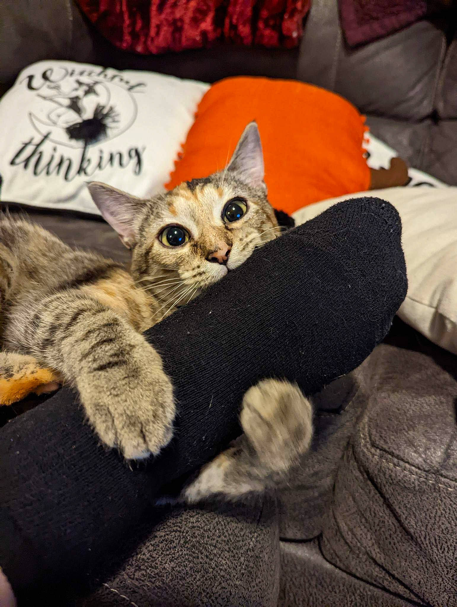 Athena is registered to the contest to win money with this photo: bag, carnivore, cat, claw, comfort, couch, domestic_short_haired_cat, fashion_accessory, fawn, felidae, fur, grey, hat, linens, paw, small_to_medium_sized_cats, t_shirt, tail, textile, whiskers