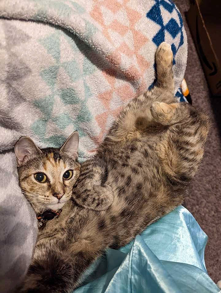 Athena is registered to the contest to win money with this photo: art, carnivore, cat, comfort, domestic_short_haired_cat, fawn, felidae, fur, linens, mammal, painting, pattern, paw, small_to_medium_sized_cats, snout, tail, terrestrial_animal, vertebrate, whiskers, wildlife