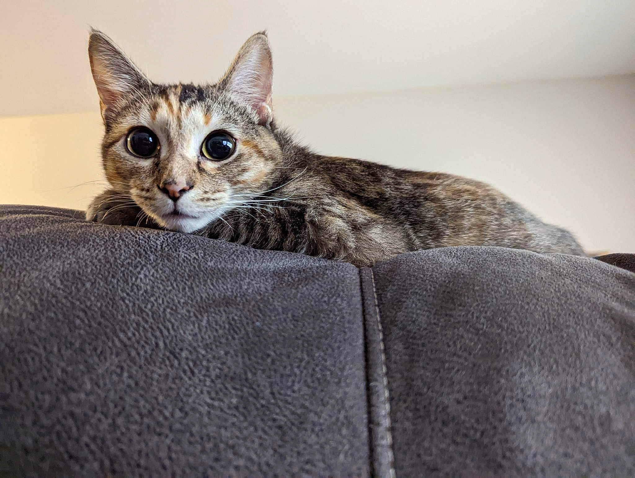 Athena joined the competition — help win amazing prizes! carnivore, cat, cat_supply, comfort, domestic_short_haired_cat, felidae, fur, grey, linens, paw, sitting, small_to_medium_sized_cats, snout, terrestrial_animal, whiskers