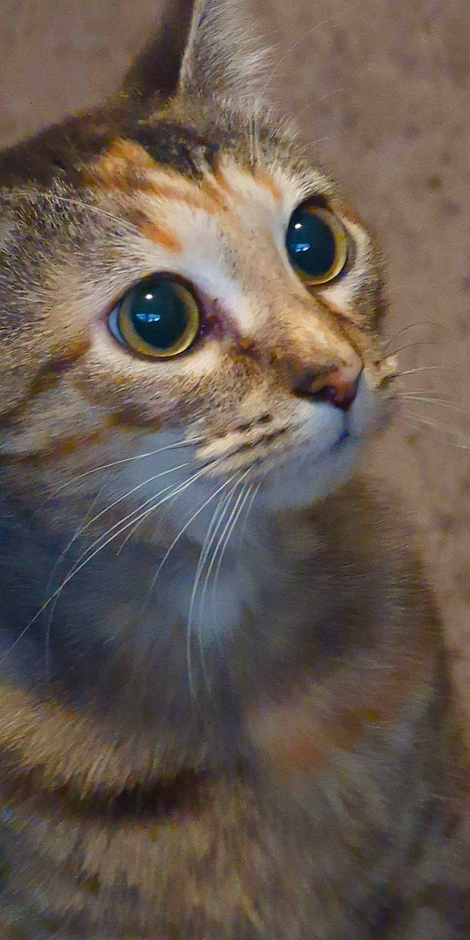 Athena joined the competition — help win amazing prizes! carnivore, cat, close_up, curious, domestic_short_haired_cat, electric_blue, eyelash, fawn, felidae, fur, grass, human_body, small_to_medium_sized_cats, snout, terrestrial_animal, whiskers, wildlife