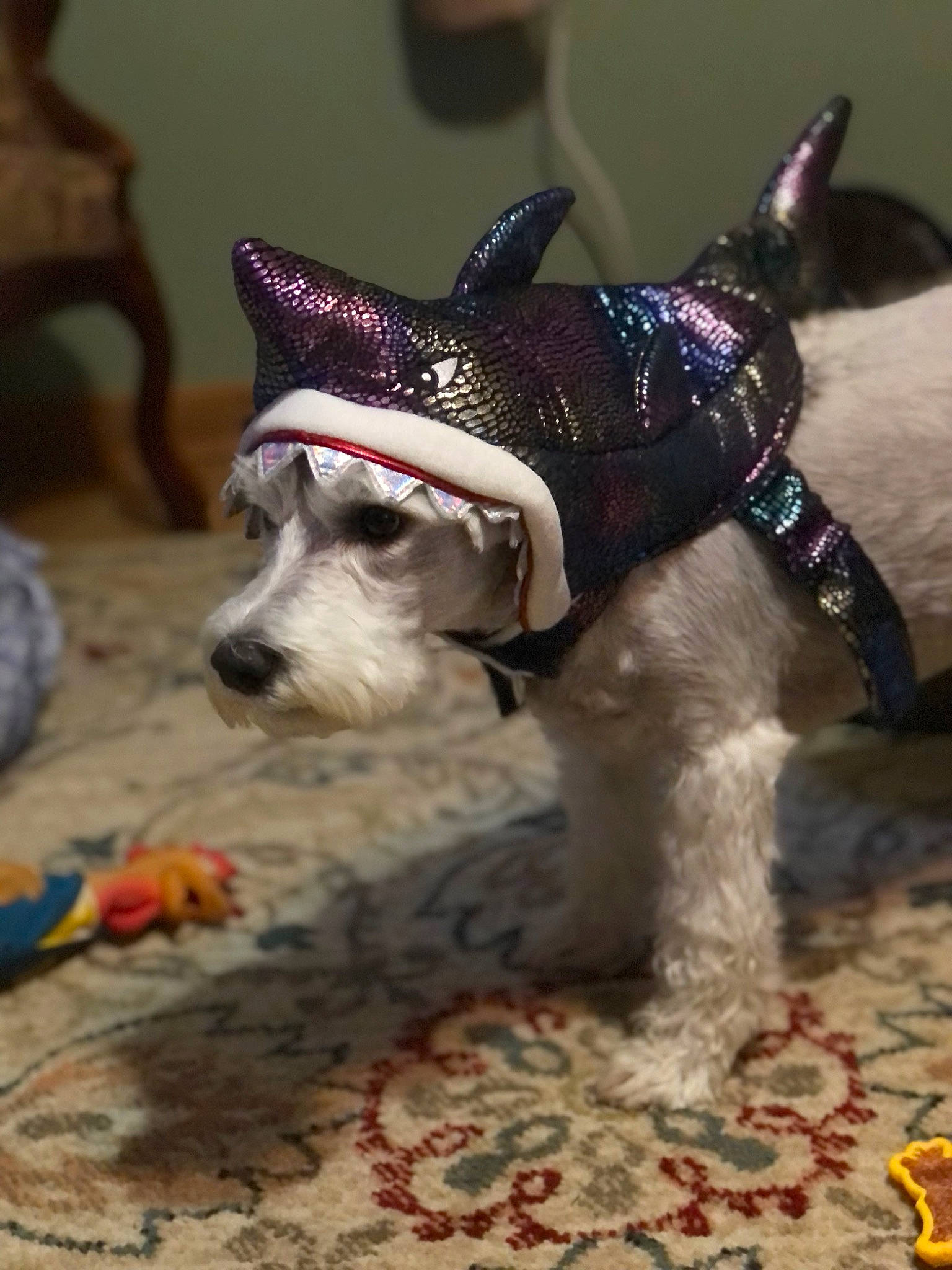 Bella is registered to the contest to win money with this photo: carnivore, collar, companion_dog, creative_arts, dog, dog_breed, dog_clothes, dog_collar, dog_supply, fashion_accessory, fawn, fur, leash, party_hat, pet_supply, snout, sporting_group, tail, terrier, working_animal