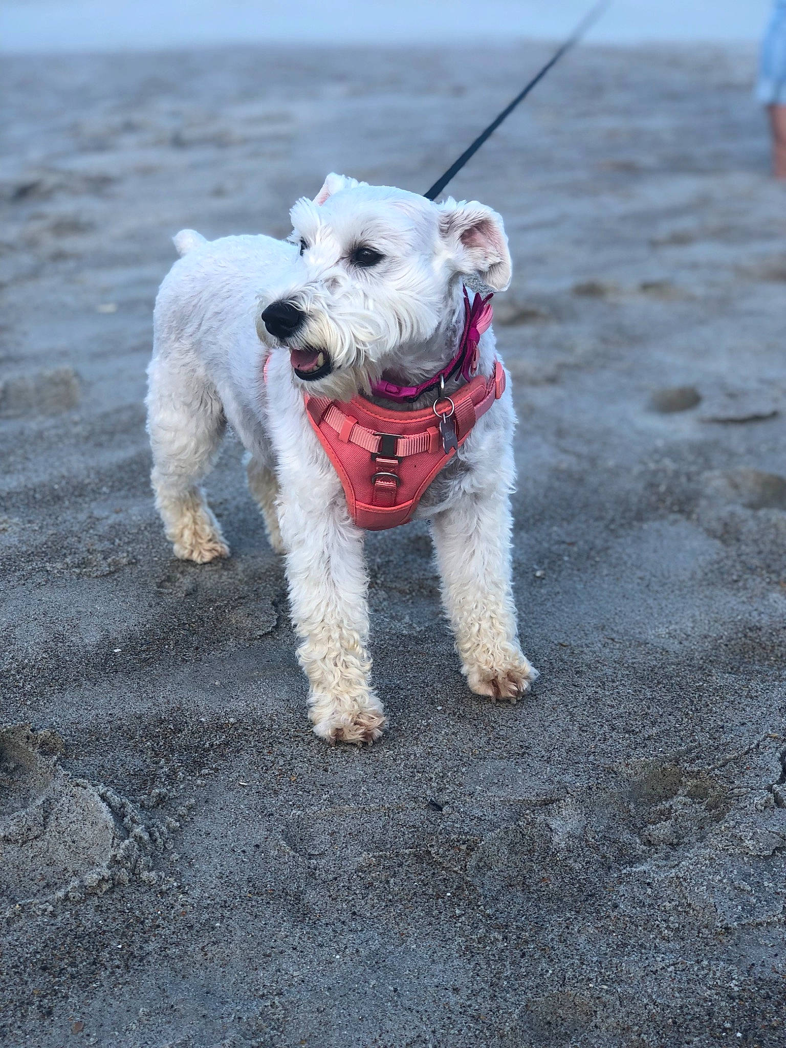 Bella joined the competition — help win amazing prizes! beach, canidae, carnivore, collar, companion_dog, dog, dog_breed, dog_collar, dog_supply, fashion_accessory, leash, ocean, snout, sporting_group, tail, terrier, walking, water, wire_hair_fox_terrier, working_animal
