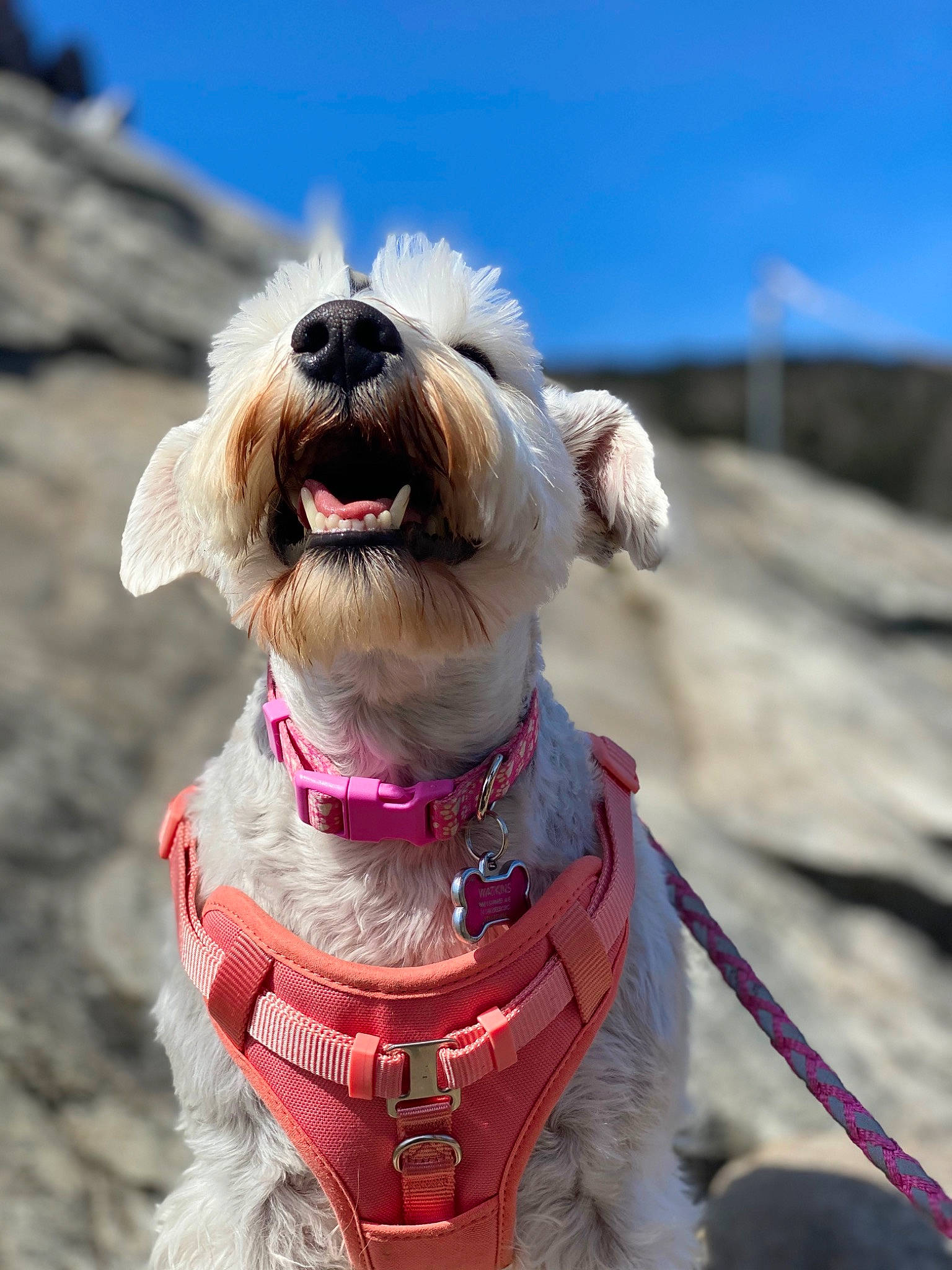 Bella joined the competition — help win amazing prizes! canidae, carnivore, collar, companion_dog, dog, dog_breed, dog_clothes, dog_collar, dog_supply, eyewear, fawn, leash, pet_supply, sky, small_terrier, snout, sporting_group, terrier, toy_dog, working_animal