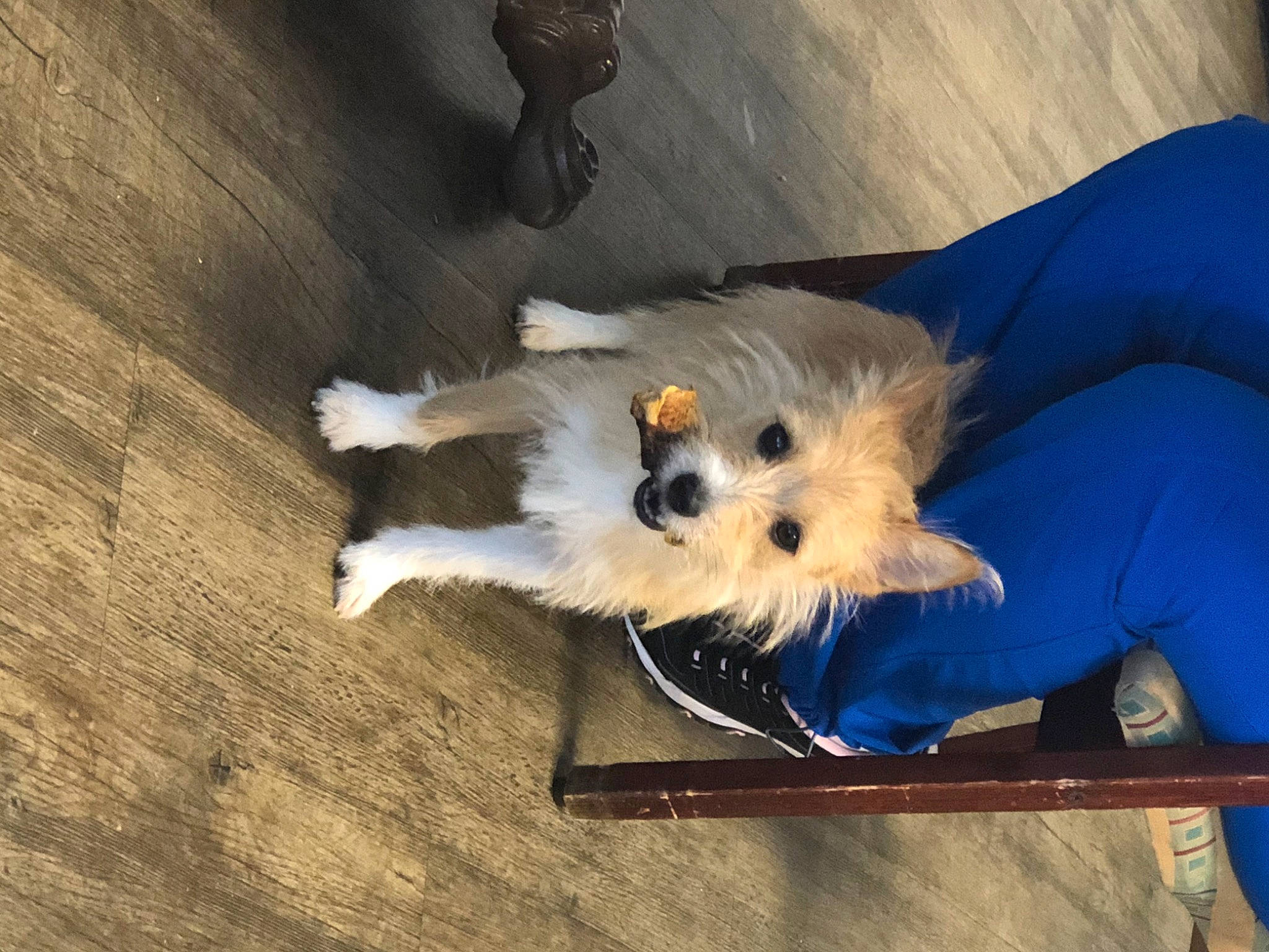 Foxy joined the competition — help win amazing prizes! canidae, carnivore, comfort, companion_dog, dog, dog_breed, dog_clothes, dog_supply, fawn, flooring, fur, hardwood, pet_supply, small_terrier, sporting_group, tail, terrier, toy_dog, whiskers, wood