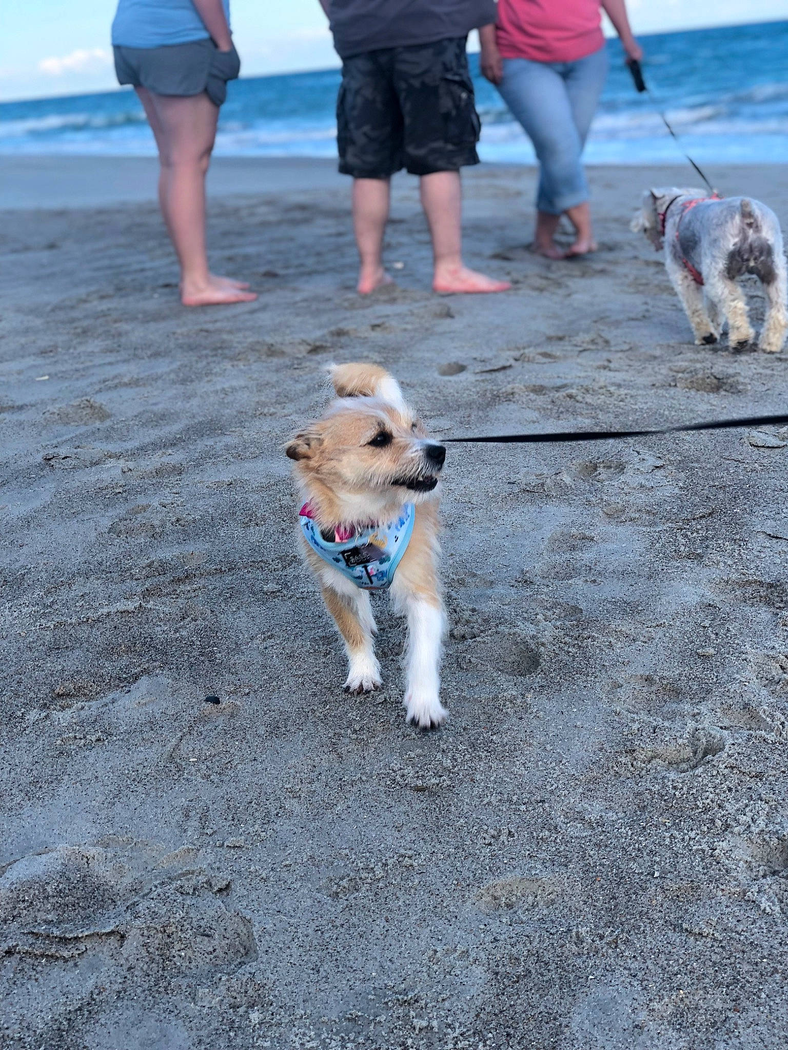 Foxy is registered to the contest to win money with this photo: carnivore, collar, companion_dog, dog, dog_breed, fashion_accessory, fawn, foot, fun, human_leg, leash, leg, mammal, pet_supply, shorts, sporting_group, thigh, vertebrate, walking, water