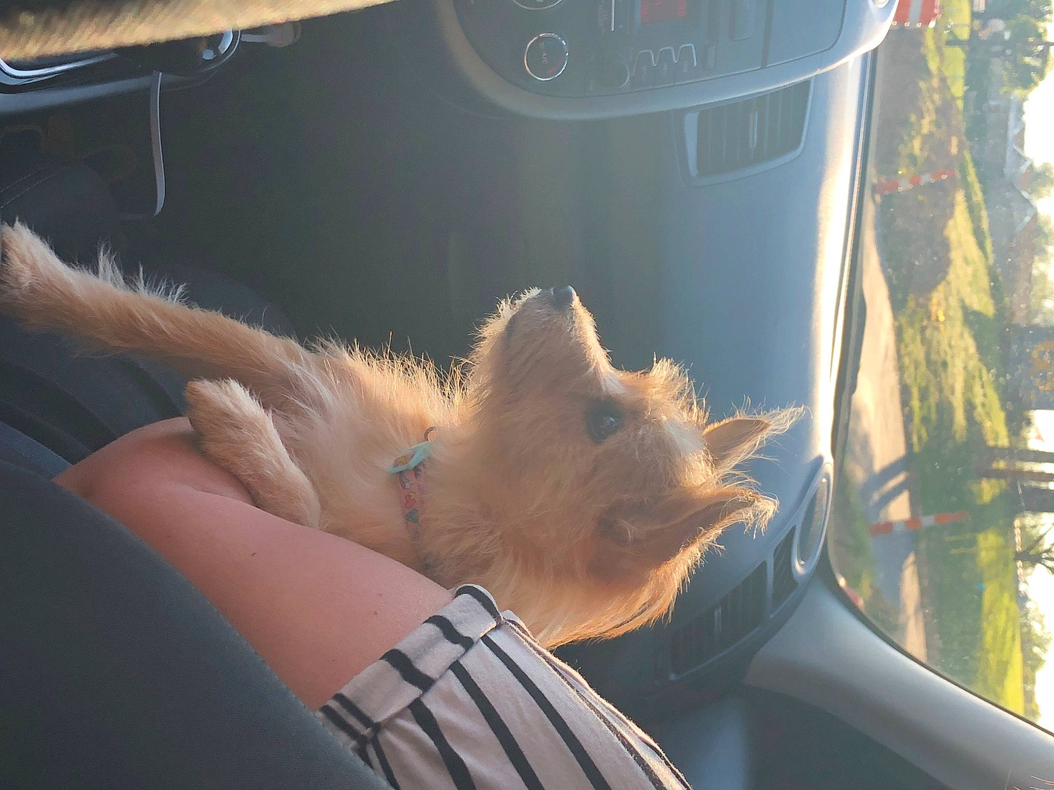 Foxy joined the competition — help win amazing prizes! automotive_exterior, canidae, carnivore, cat, fawn, felidae, fur, gesture, glass, hood, human_leg, plant, small_to_medium_sized_cats, snout, tail, vehicle_door, whiskers, wildlife, windscreen_wiper, windshield