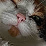 Hermès participe au concours pour gagner de l'argent avec cette photo : cat, close_up, sleepy, pink_nose, whiskers, orange_fur, white_fur, pet, animal, cozy, relaxed, fur_texture, indoor, mammal, cute, face, paw, resting, feline, soft_lighting