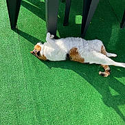 Hermès participe au concours pour gagner de l'argent avec cette photo : cat, calico, outdoor, green_carpet, plastic_chair, shadow, sunlight, relaxed, animal, pet, stretching, fur, whiskers, tail, legs, resting, daylight, texture, comfort, nature