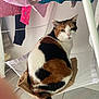Hermès a rejoint le concours — aidez-le/la à gagner de superbes lots ! cat, calico_cat, indoor, hammock, furniture, mesh, pet, animal, floor_tile, clothes, laundry, fabric, household, tail, sitting, looking, domestic, closeup, resting, feline