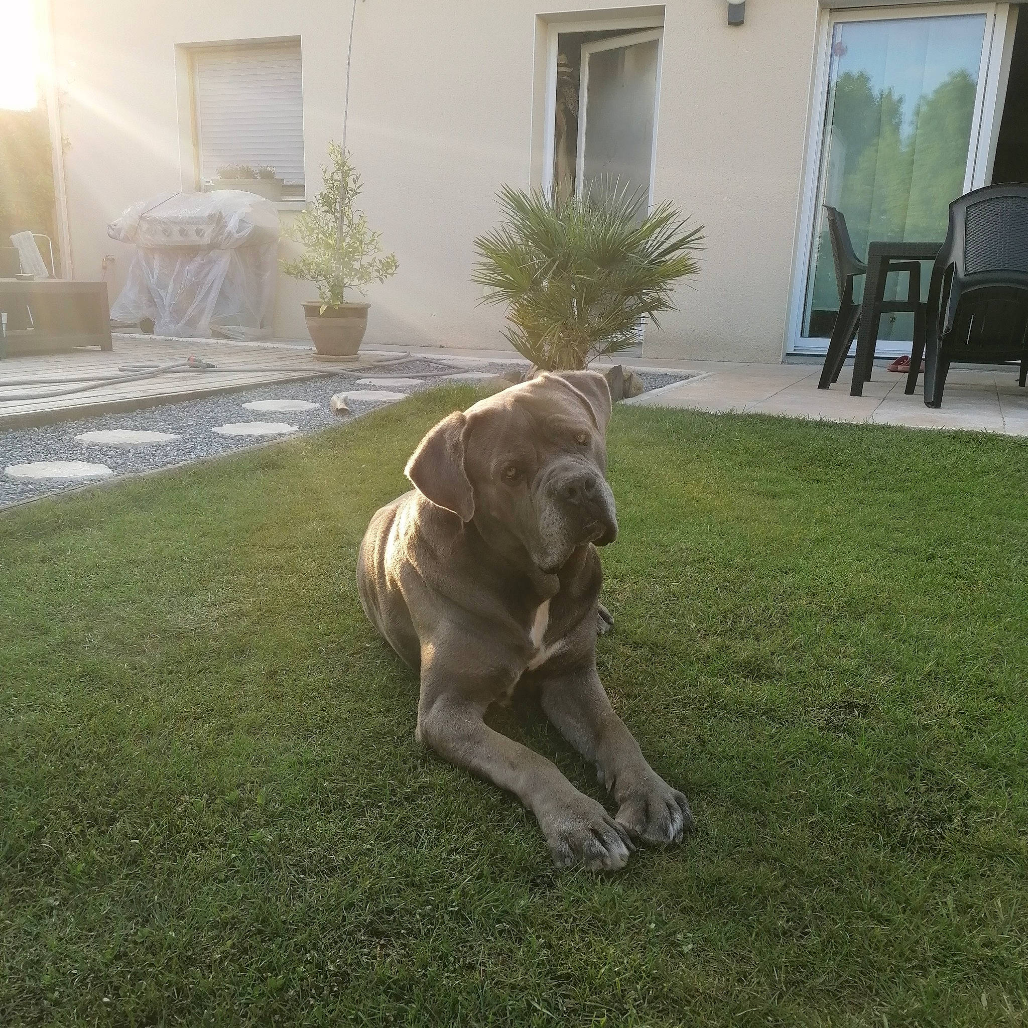 Ice a rejoint le concours — aidez-le/la à gagner de superbes lots ! carnivore, chair, companion_dog, dog, dog_breed, fawn, flooring, garden, grass, gun_dog, hardwood, house, lawn, plant, sporting_group, tail, tree, window, working_animal, yard