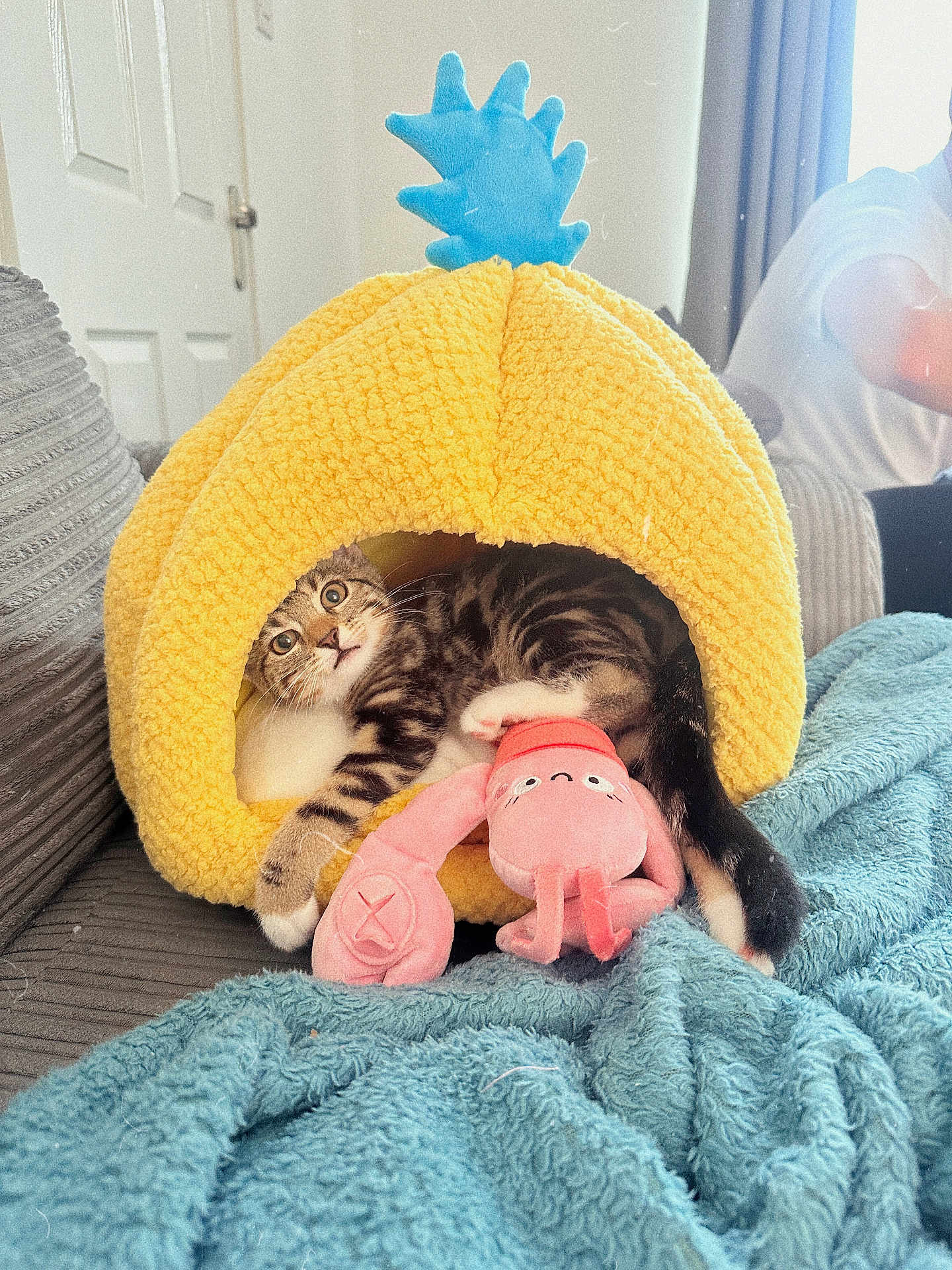 Ralph is registered to the contest to win money with this photo: cat, kitten, plush_toy, pineapple_bed, yellow, blue_blanket, couch, indoor, pet, relaxing, cozy, furniture, curious, animal, cute, striped, tabby, soft, home, resting