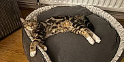 Ralph is registered to the contest to win money with this photo: cat, tabby, pet_bed, gray, wooden_floor, indoor, relaxed, sleeping, feline, striped, cozy, resting, paw, fur, radiator, comfort, home, animal, cute, domestic