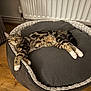cat, tabby, pet_bed, gray, wooden_floor, indoor, relaxed, sleeping, feline, striped, cozy, resting, paw, fur, radiator, comfort, home, animal, cute, domestic