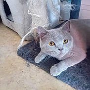 Vanina participe au concours pour gagner de l'argent avec cette photo : cat, animal, pet, grey_cat, amber_eyes, scratching_post, cat_house, floor, indoor, mat, furniture, whiskers, ears, paws, looking, curious, relaxed, closeup, domestic_cat, eye_contact