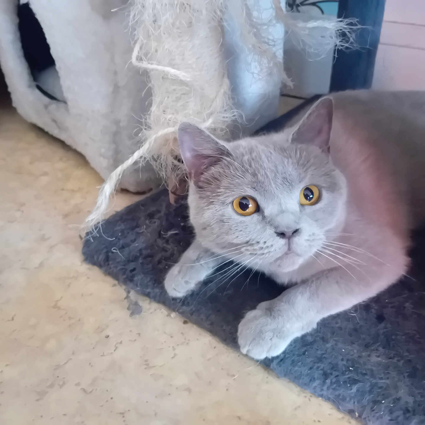 Vanina participe au concours pour gagner de l'argent avec cette photo : cat, animal, pet, grey_cat, amber_eyes, scratching_post, cat_house, floor, indoor, mat, furniture, whiskers, ears, paws, looking, curious, relaxed, closeup, domestic_cat, eye_contact