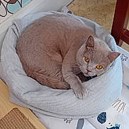 Vanina a rejoint le concours — aidez-le/la à gagner de superbes lots ! cat, pet, british_shorthair, amber_eyes, curled_up, bed, blanket, plush_bed, paw, whiskers, furniture, indoor, cozy, floor, wallpaper, looking_at_camera, portrait, fur, chair_leg, playmat