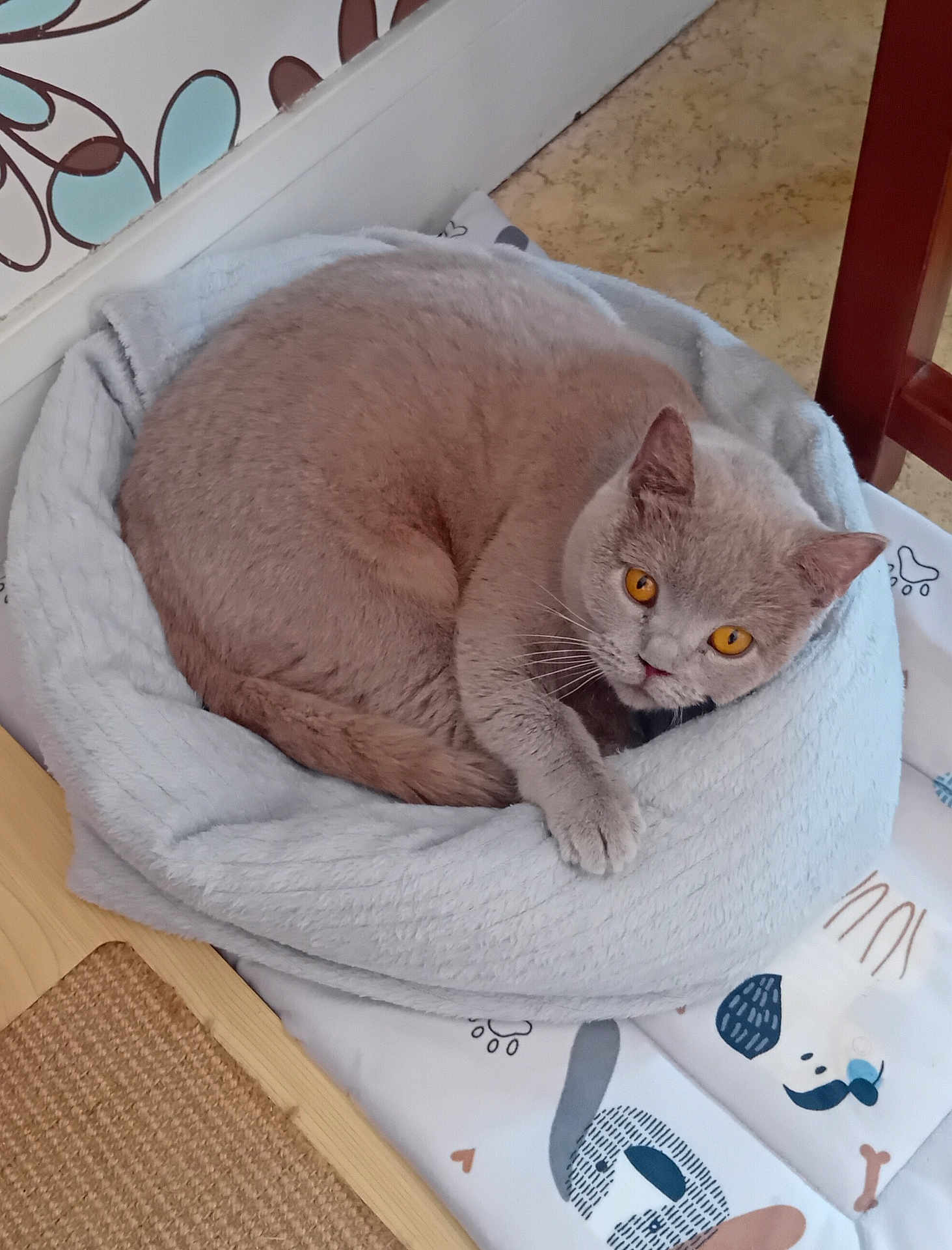 Vanina a rejoint le concours — aidez-le/la à gagner de superbes lots ! cat, pet, british_shorthair, amber_eyes, curled_up, bed, blanket, plush_bed, paw, whiskers, furniture, indoor, cozy, floor, wallpaper, looking_at_camera, portrait, fur, chair_leg, playmat