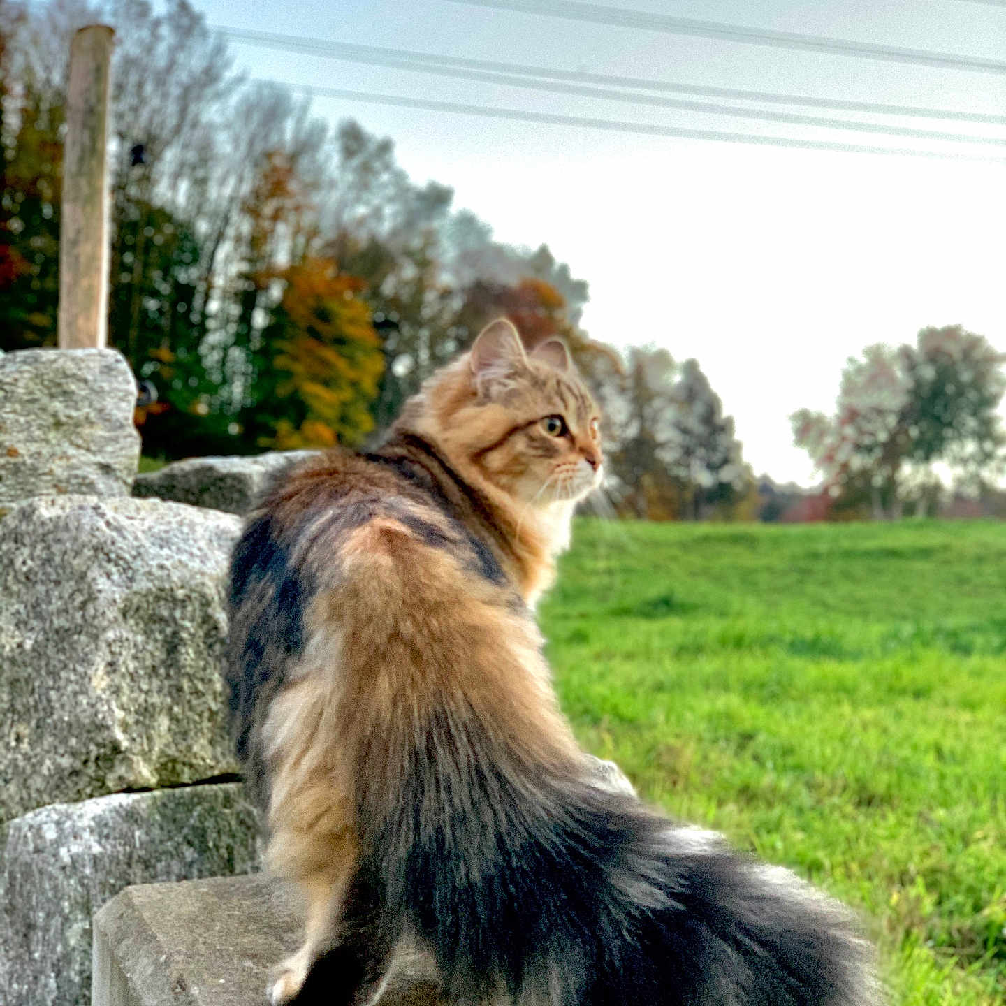 Ayla participe au concours pour gagner de l'argent avec cette photo : animal, autumn, calm, cat, daylight, field, fluffy, fur, grass, greenery, landscape, ledge, mammal, nature, outdoor, pet, profile, stone, tree, wildlife