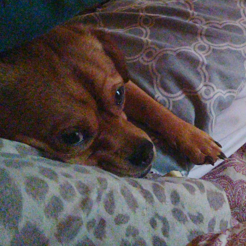 Dr Pupper joined the competition — help win amazing prizes! animal, bed, bedroom, blanket, canine, chihuahua, couch, cushion, dog, furniture, homedecor, hound, indoors, linen, person, pet, puppy, quilt, room, sleeping