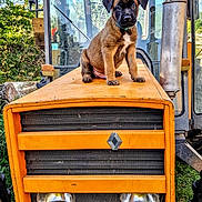 Thor a rejoint le concours — aidez-le/la à gagner de superbes lots ! puppy, dog, tractor, vehicle, orange, outdoor, animal, sitting, portrait, black_muzzle, brown_fur, floppy_ears, collar, farm, machinery, grille, headlights, windshield, greenery, daylight