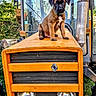 puppy, dog, tractor, vehicle, orange, outdoor, animal, sitting, portrait, black_muzzle, brown_fur, floppy_ears, collar, farm, machinery, grille, headlights, windshield, greenery, daylight