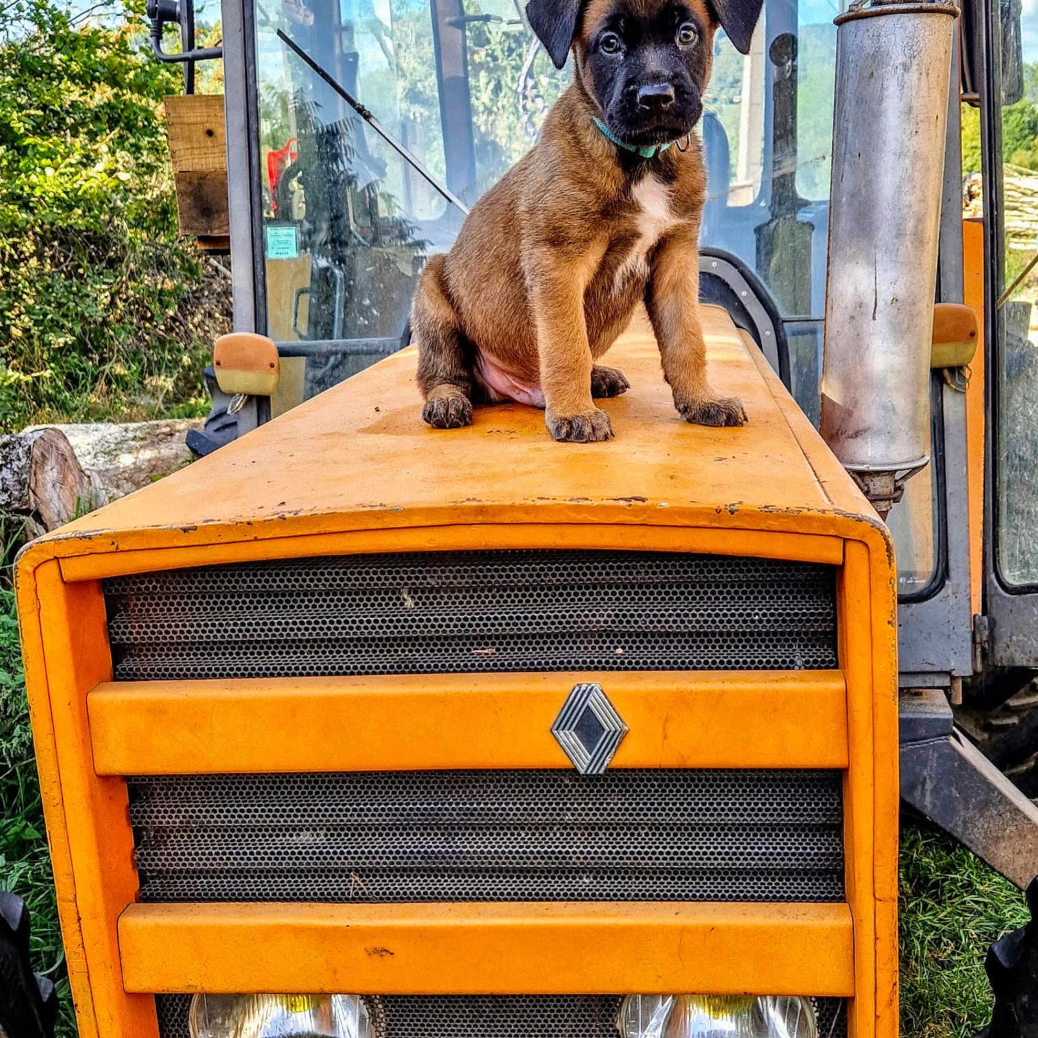 Thor a rejoint le concours — aidez-le/la à gagner de superbes lots ! puppy, dog, tractor, vehicle, orange, outdoor, animal, sitting, portrait, black_muzzle, brown_fur, floppy_ears, collar, farm, machinery, grille, headlights, windshield, greenery, daylight
